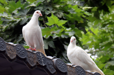 “醉鸽和酒”的 故事