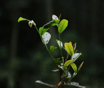 陈毅元帅儿子陈昊苏对新宁舜皇山野生茶“帝子灵芽”赞不绝口